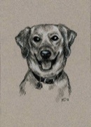Commissioned Portrait- Muffin <br> Pastel